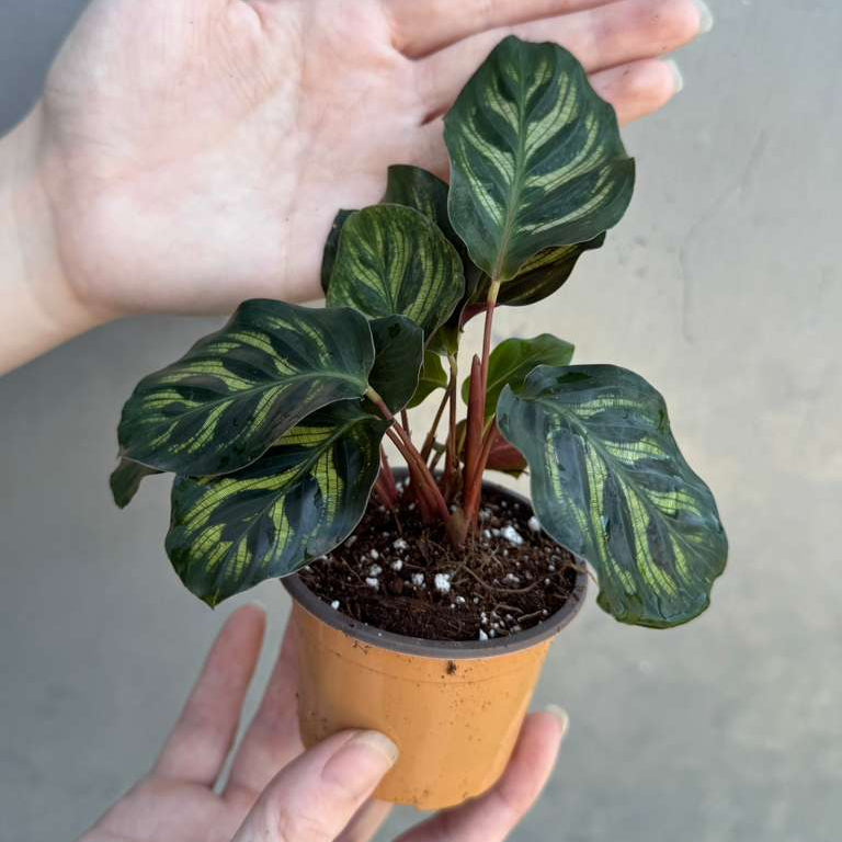 Calathea Makoyana in 2" Grow Pot – Calathea Peacock Plant – Easy Care & Air Purifying Indoor Plant – Low Maintenance Indoor Houseplant