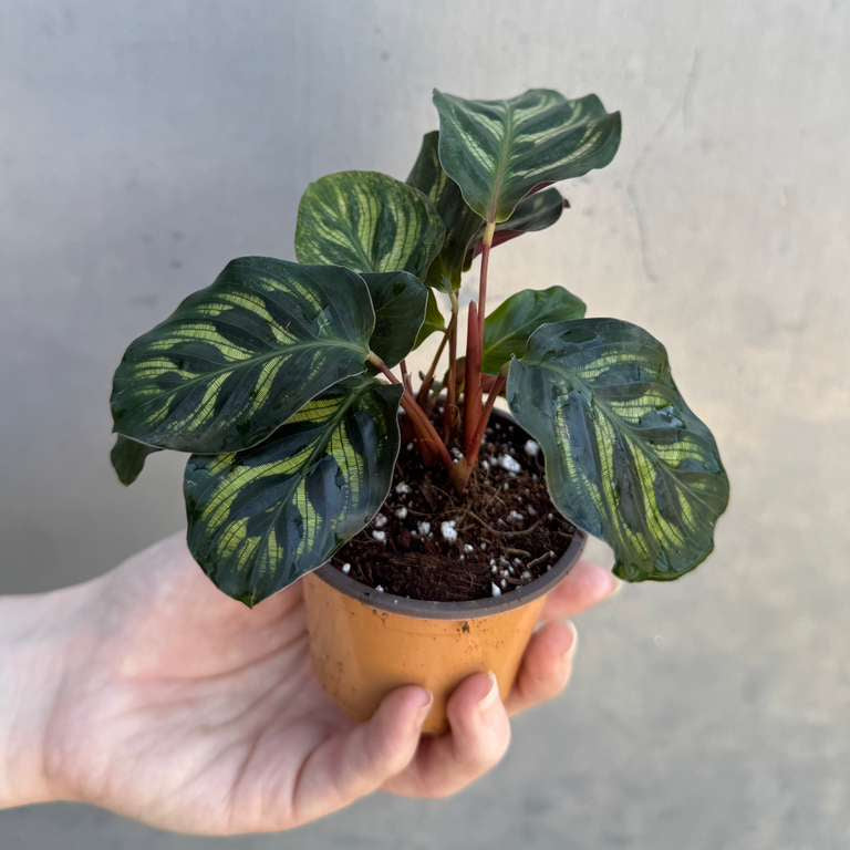 Calathea Makoyana in 2" Grow Pot – Calathea Peacock Plant – Easy Care & Air Purifying Indoor Plant – Low Maintenance Indoor Houseplant