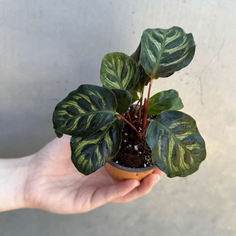 Calathea Makoyana in 2" Grow Pot – Calathea Peacock Plant – Easy Care & Air Purifying Indoor Plant – Low Maintenance Indoor Houseplant