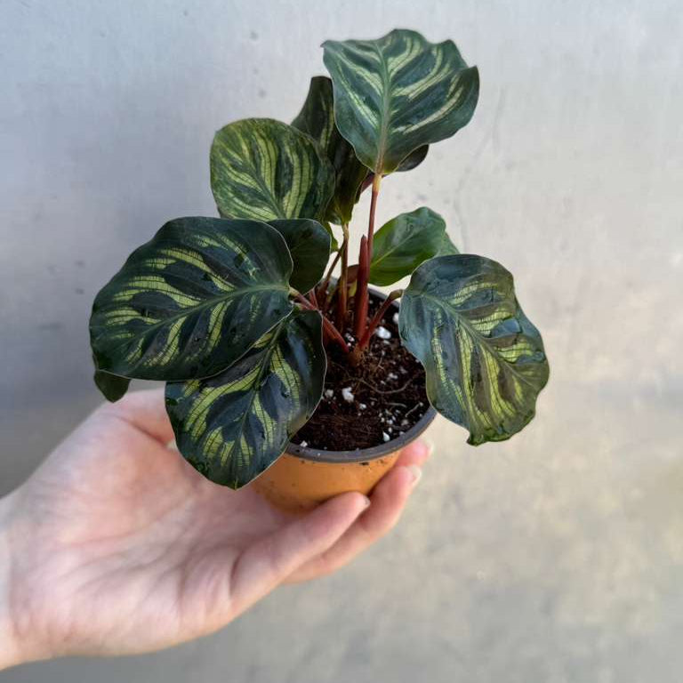 Calathea Makoyana in 2" Grow Pot – Calathea Peacock Plant – Easy Care & Air Purifying Indoor Plant – Low Maintenance Indoor Houseplant