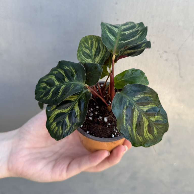 Calathea Makoyana in 2" Grow Pot – Calathea Peacock Plant – Easy Care & Air Purifying Indoor Plant – Low Maintenance Indoor Houseplant