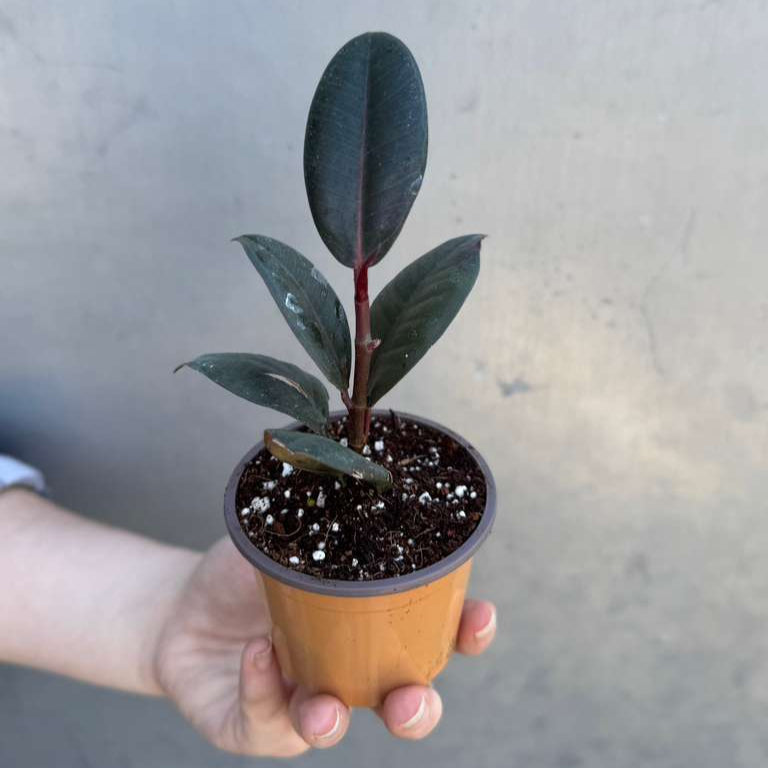 Burgundy Rubber Tree in 2" Grow Pot – Ficus elastica ‘Burgundy’ – Easy Care Indoor Houseplant with Dark Foliage – Low Maintenance Air Purifying Plant