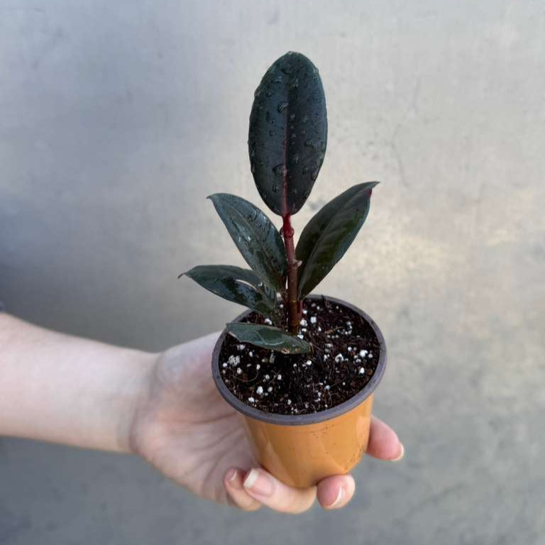 Burgundy Rubber Tree in 2" Grow Pot – Ficus elastica ‘Burgundy’ – Easy Care Indoor Houseplant with Dark Foliage – Low Maintenance Air Purifying Plant