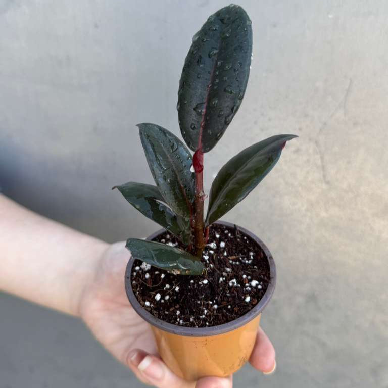 Burgundy Rubber Tree in 2" Grow Pot – Ficus elastica ‘Burgundy’ – Easy Care Indoor Houseplant with Dark Foliage – Low Maintenance Air Purifying Plant