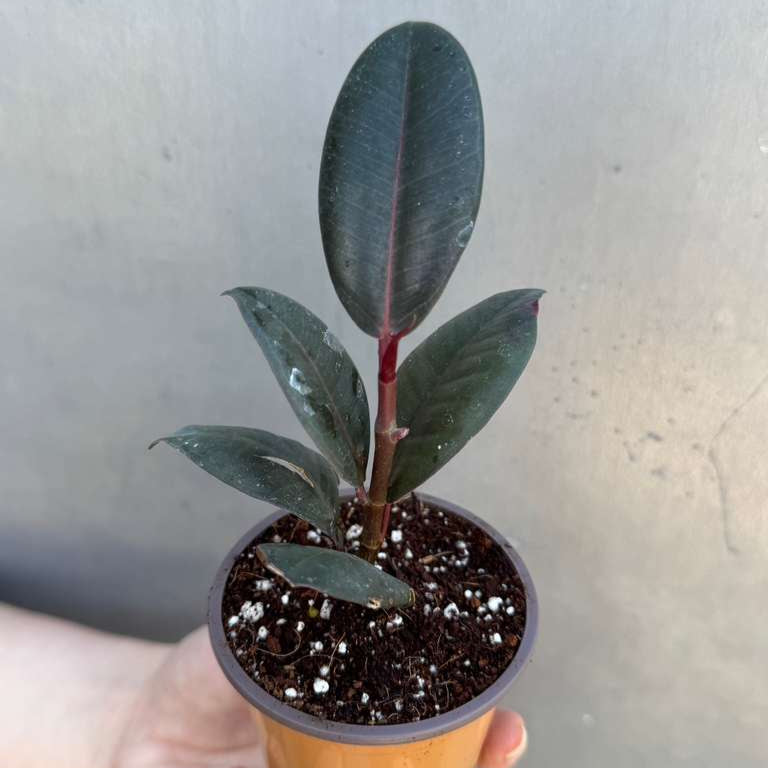 Burgundy Rubber Tree in 2" Grow Pot – Ficus elastica ‘Burgundy’ – Easy Care Indoor Houseplant with Dark Foliage – Low Maintenance Air Purifying Plant