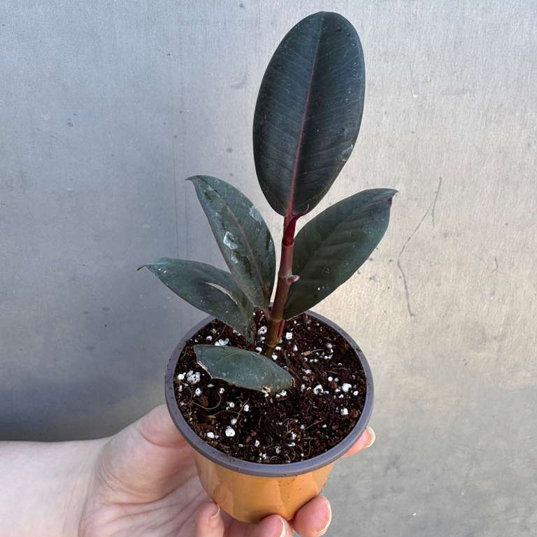 Burgundy Rubber Tree in 2" Grow Pot – Ficus elastica ‘Burgundy’ – Easy Care Indoor Houseplant with Dark Foliage – Low Maintenance Air Purifying Plant