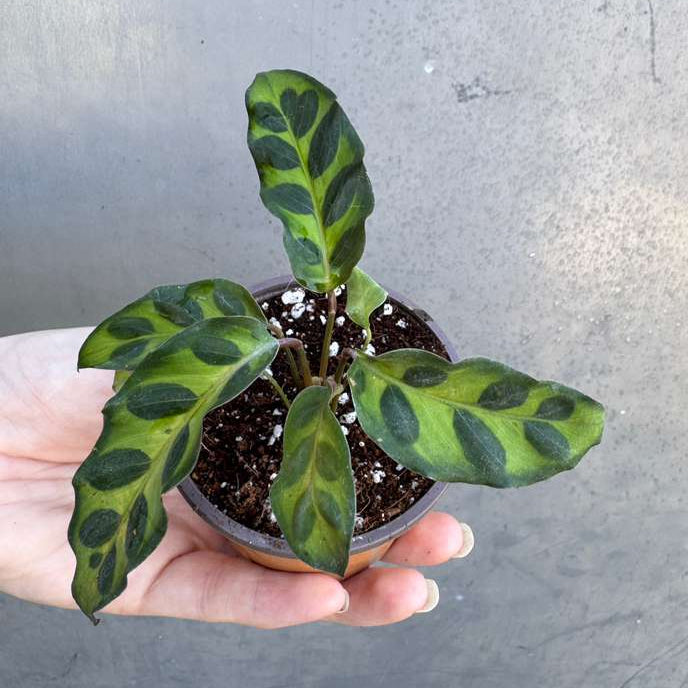 Calathea Lancifolia in a 2" Nursery Pot – Live Calathea Rattlesnake Houseplant – Low Light Indoor Plant – Air Purifying Houseplant