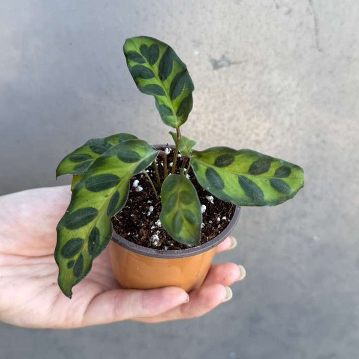 Calathea Lancifolia in a 2" Nursery Pot – Live Calathea Rattlesnake Houseplant – Low Light Indoor Plant – Air Purifying Houseplant