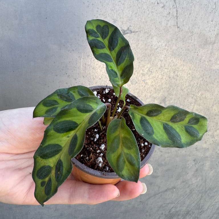 Calathea Lancifolia in a 2" Nursery Pot – Live Calathea Rattlesnake Houseplant – Low Light Indoor Plant – Air Purifying Houseplant