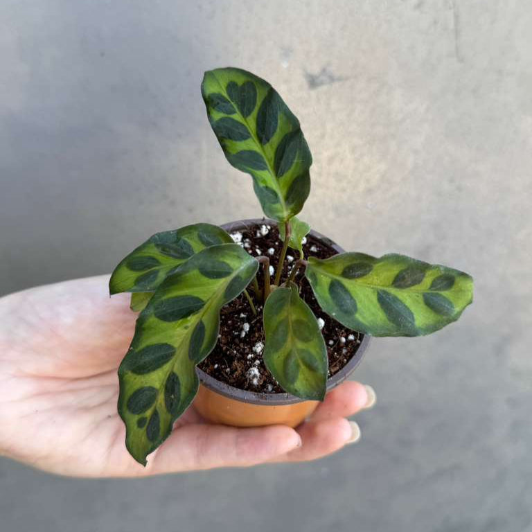 Calathea Lancifolia in a 2" Nursery Pot – Live Calathea Rattlesnake Houseplant – Low Light Indoor Plant – Air Purifying Houseplant
