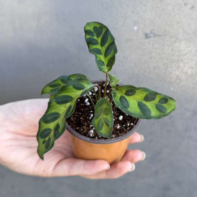 Calathea Lancifolia in a 2" Nursery Pot – Live Calathea Rattlesnake Houseplant – Low Light Indoor Plant – Air Purifying Houseplant