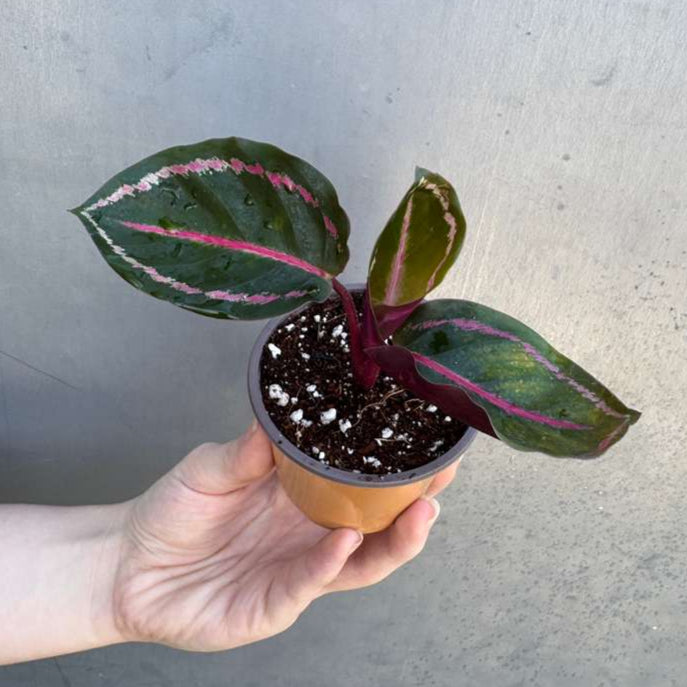 Calathea Roseopicta ‘Illustris’ in 2" Grow Pot – Live Air Purifying Houseplant – Easy Care & Low Maintenance Indoor Plant – Decorative Foliage Houseplant