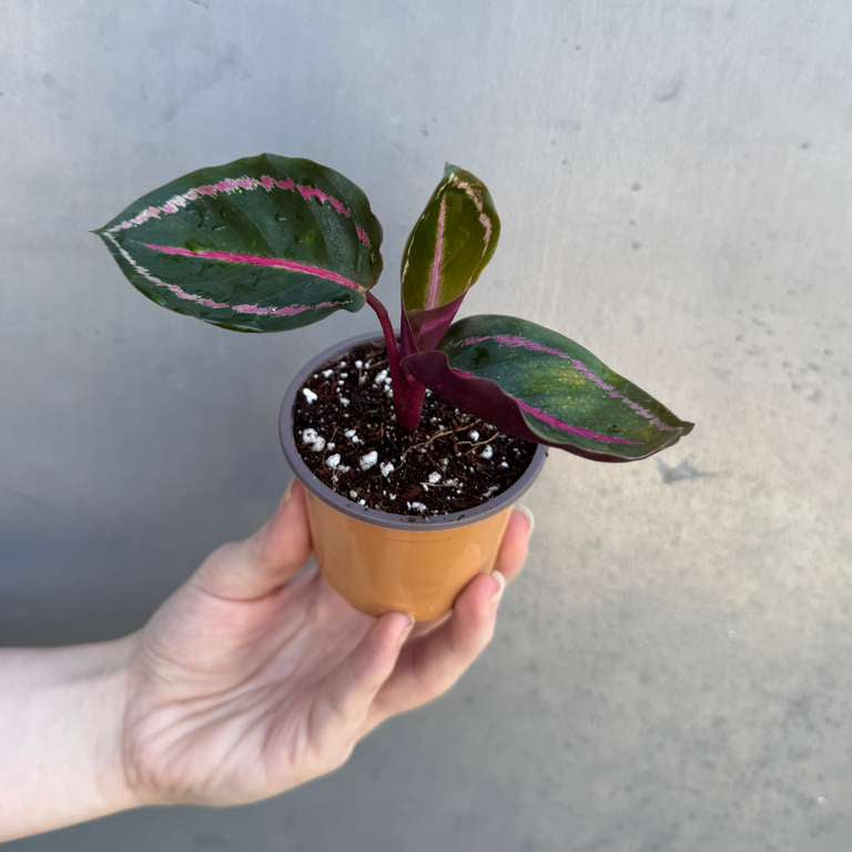Calathea Roseopicta ‘Illustris’ in 2" Grow Pot – Live Air Purifying Houseplant – Easy Care & Low Maintenance Indoor Plant – Decorative Foliage Houseplant