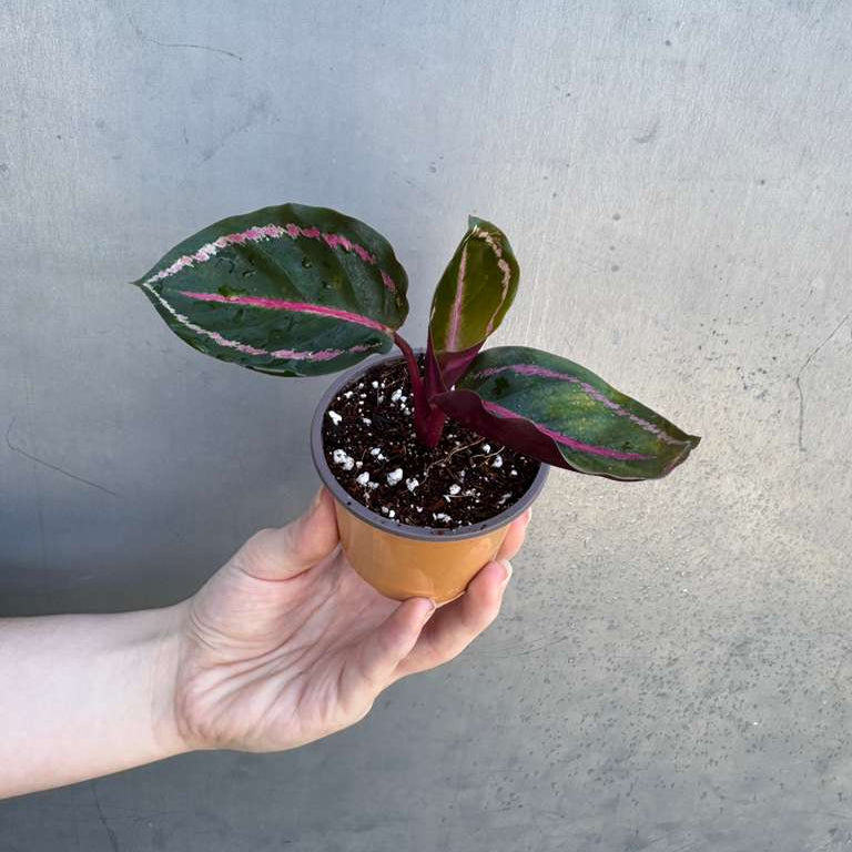 Calathea Roseopicta ‘Illustris’ in 2" Grow Pot – Live Air Purifying Houseplant – Easy Care & Low Maintenance Indoor Plant – Decorative Foliage Houseplant