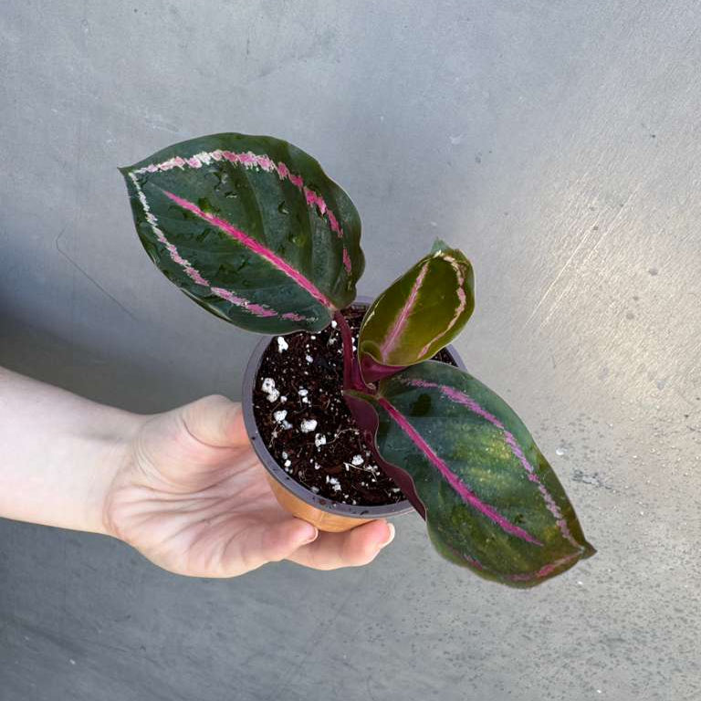 Calathea Roseopicta ‘Illustris’ in 2" Grow Pot – Live Air Purifying Houseplant – Easy Care & Low Maintenance Indoor Plant – Decorative Foliage Houseplant