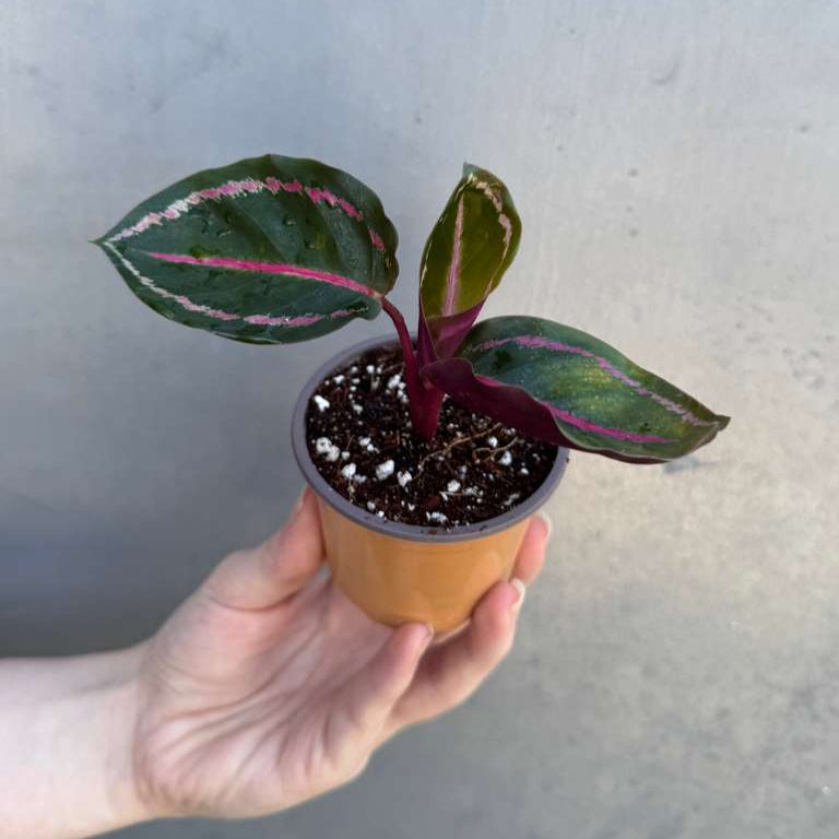 Calathea Roseopicta ‘Illustris’ in 2" Grow Pot – Live Air Purifying Houseplant – Easy Care & Low Maintenance Indoor Plant – Decorative Foliage Houseplant