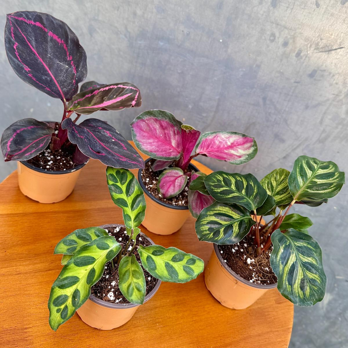 Calathea Assorted 4 Plants Set - Pack of 4 Calathea in 2" Pot - Rooted Prayer Plants - Calathea Roseopicta, Lancifolia, Dottie, Makoyana