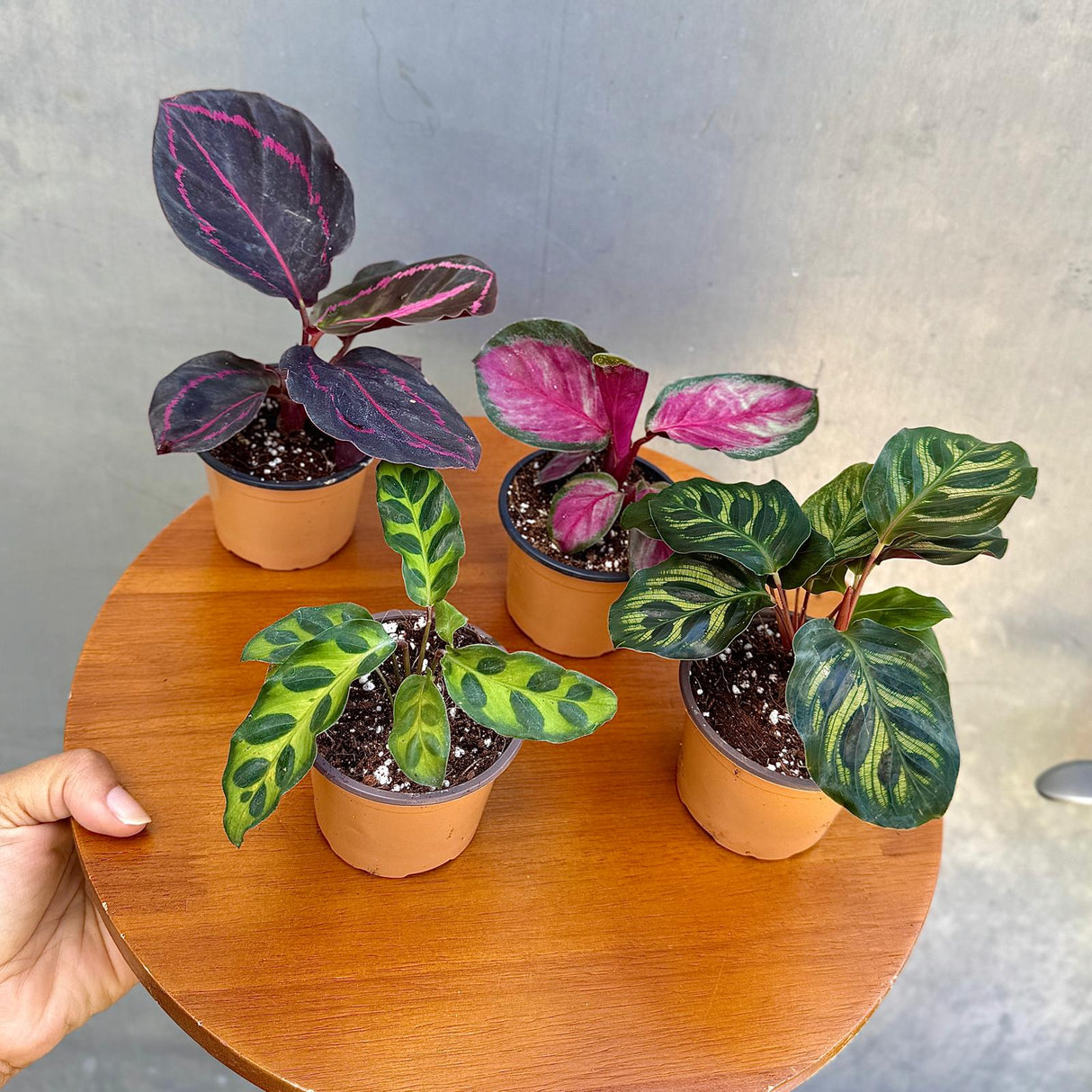 Calathea Assorted 4 Plants Set - Pack of 4 Calathea in 2" Pot - Rooted Prayer Plants - Calathea Roseopicta, Lancifolia, Dottie, Makoyana