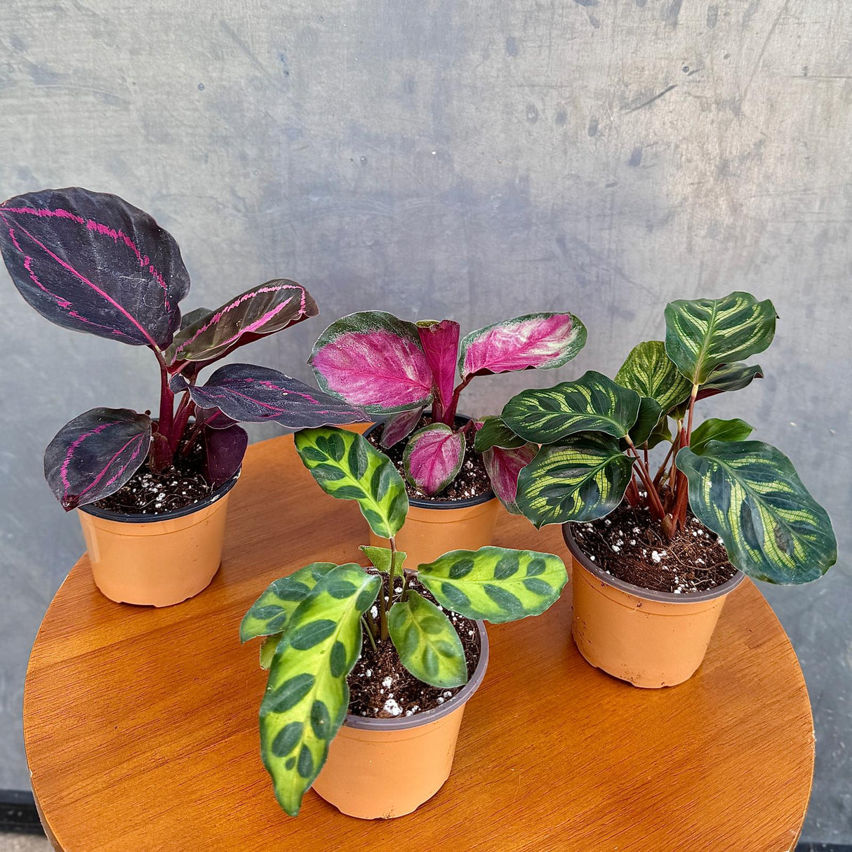 Calathea Assorted 4 Plants Set - Pack of 4 Calathea in 2" Pot - Rooted Prayer Plants - Calathea Roseopicta, Lancifolia, Dottie, Makoyana