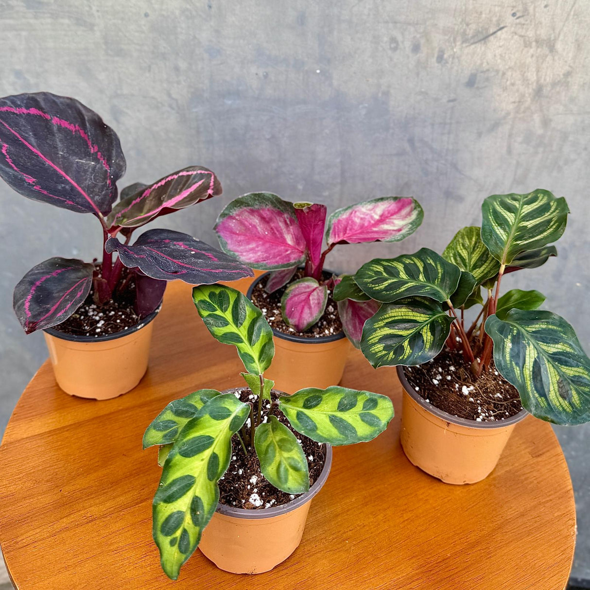 Calathea Assorted 4 Plants Set - Pack of 4 Calathea in 2" Pot - Rooted Prayer Plants - Calathea Roseopicta, Lancifolia, Dottie, Makoyana
