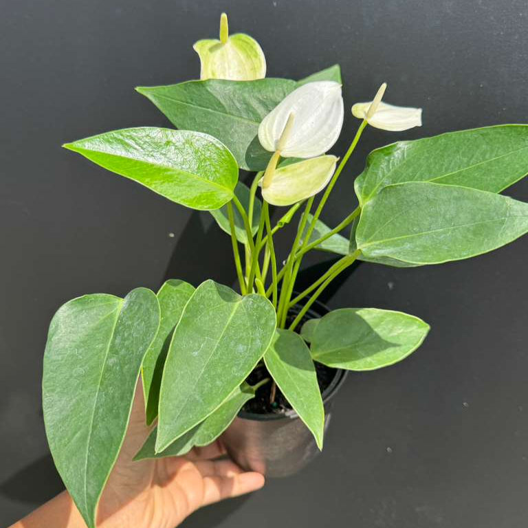 White Anthurium Flower Plant in a 4" Decorative Pot – Anthurium andraeanum – Anthurium 'White Winner' - Indoor Air Purifying Plant - Easy Care Live Houseplant - Blooming Flower Plant