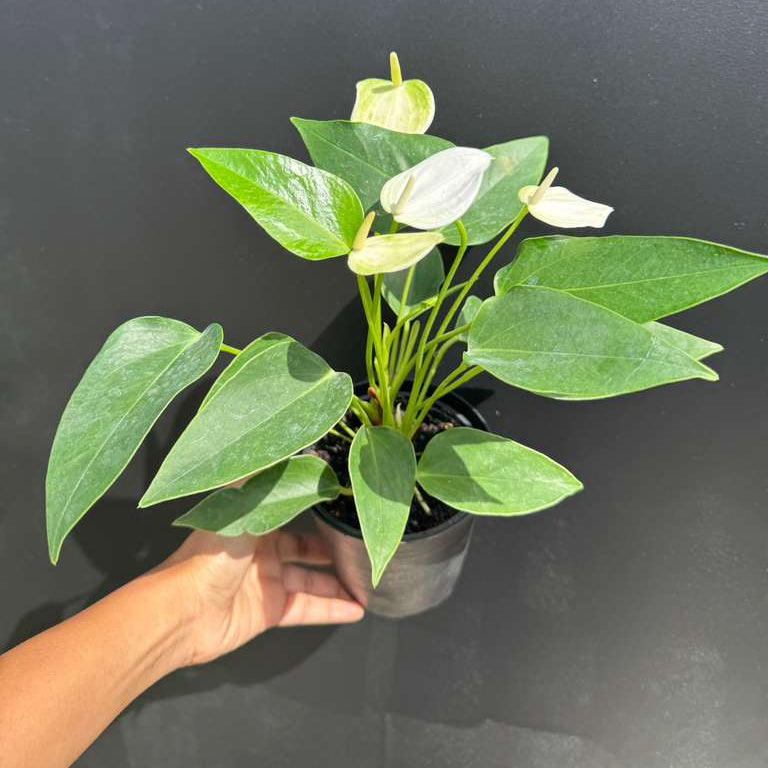 White Anthurium Flower Plant in a 4" Decorative Pot – Anthurium andraeanum – Anthurium 'White Winner' - Indoor Air Purifying Plant - Easy Care Live Houseplant - Blooming Flower Plant