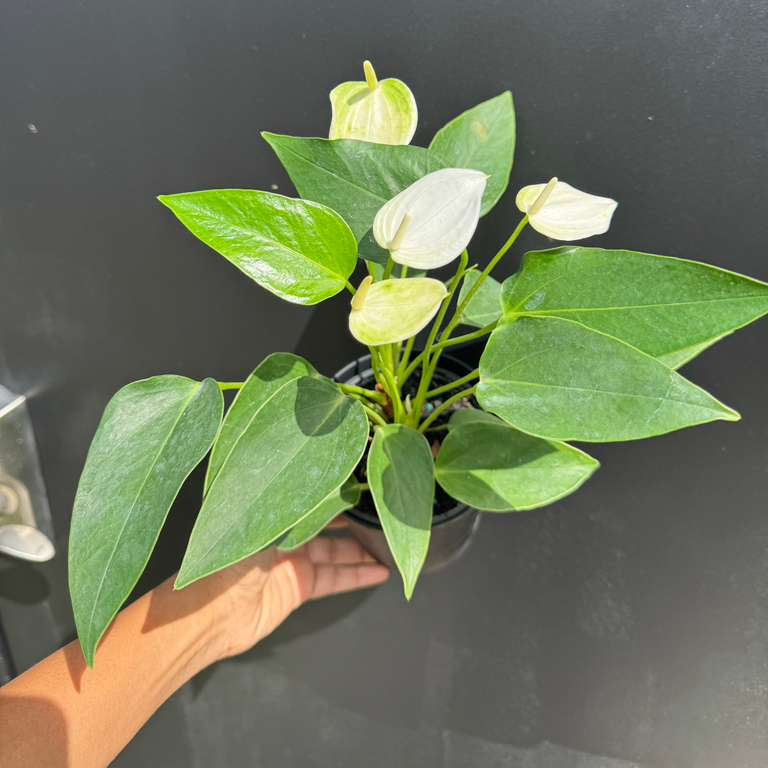 White Anthurium Flower Plant in a 4" Decorative Pot – Anthurium andraeanum – Anthurium 'White Winner' - Indoor Air Purifying Plant - Easy Care Live Houseplant - Blooming Flower Plant