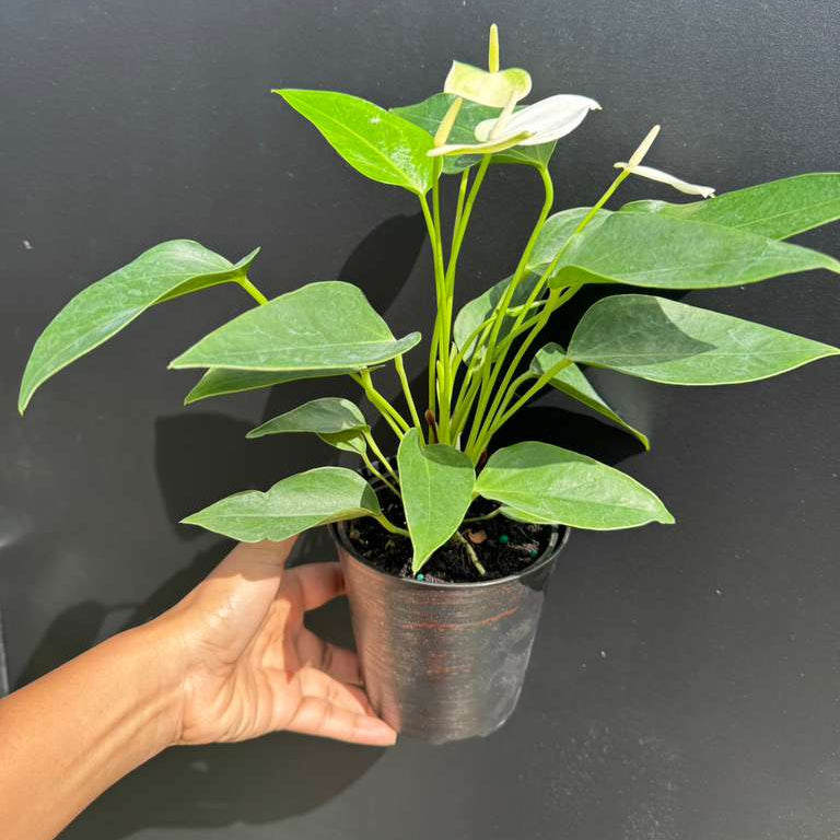 White Anthurium Flower Plant in a 4" Decorative Pot – Anthurium andraeanum – Anthurium 'White Winner' - Indoor Air Purifying Plant - Easy Care Live Houseplant - Blooming Flower Plant