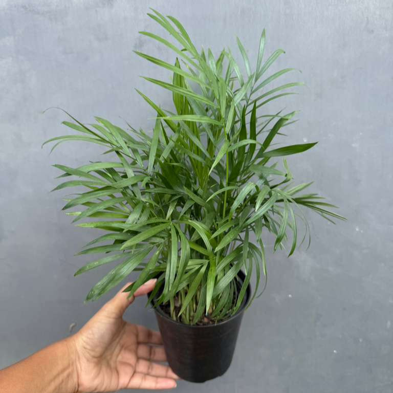 Parlour Palm in a 4" Decorative Pot - Chamaedorea Elegans - Easy Care Low Light House plant - Air Purifier Plant in Pot - Parlour Palm - Indoor Palm