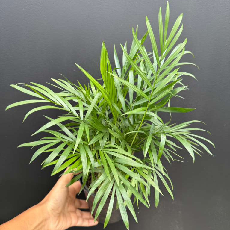 Parlour Palm in a 4" Decorative Pot - Chamaedorea Elegans - Easy Care Low Light House plant - Air Purifier Plant in Pot - Parlour Palm - Indoor Palm