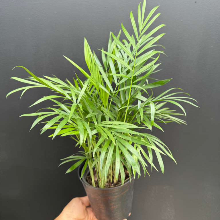 Parlour Palm in a 4" Decorative Pot - Chamaedorea Elegans - Easy Care Low Light House plant - Air Purifier Plant in Pot - Parlour Palm - Indoor Palm