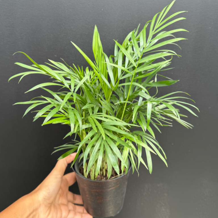Parlour Palm in a 4" Decorative Pot - Chamaedorea Elegans - Easy Care Low Light House plant - Air Purifier Plant in Pot - Parlour Palm - Indoor Palm