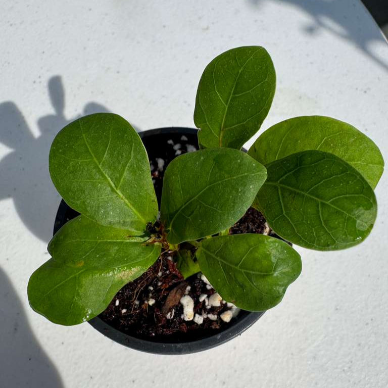 Fiddle Leaf Fig Tree in 2" Grow Pot – Live Ficus Lyrata – Indoor Fiddle Leaf Fig Plant – Easy Care Potted Fiddle Leaf Tree – Tiny Fig Tree for Home Décor