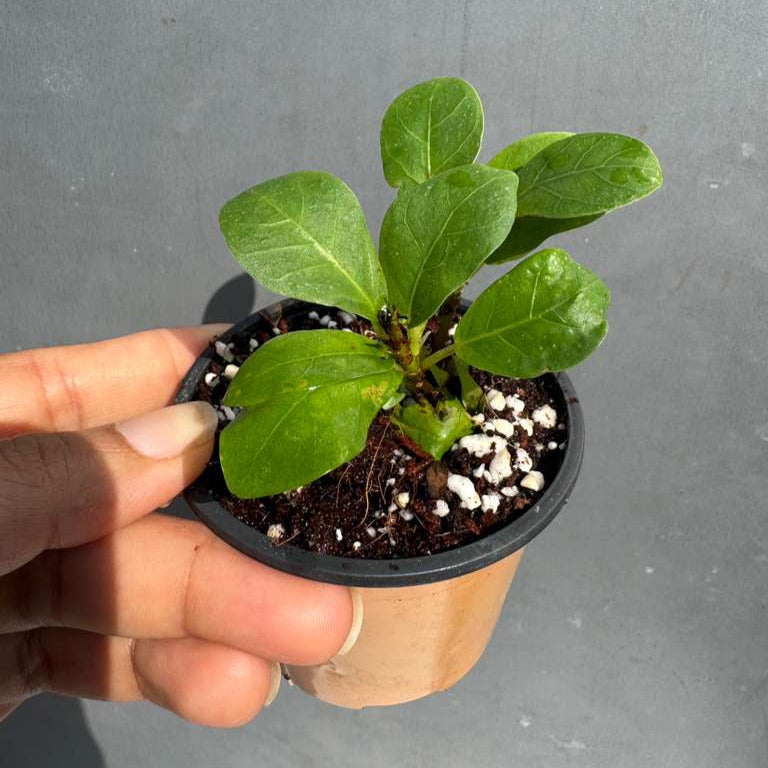 Fiddle Leaf Fig Tree in 2" Grow Pot – Live Ficus Lyrata – Indoor Fiddle Leaf Fig Plant – Easy Care Potted Fiddle Leaf Tree – Tiny Fig Tree for Home Décor