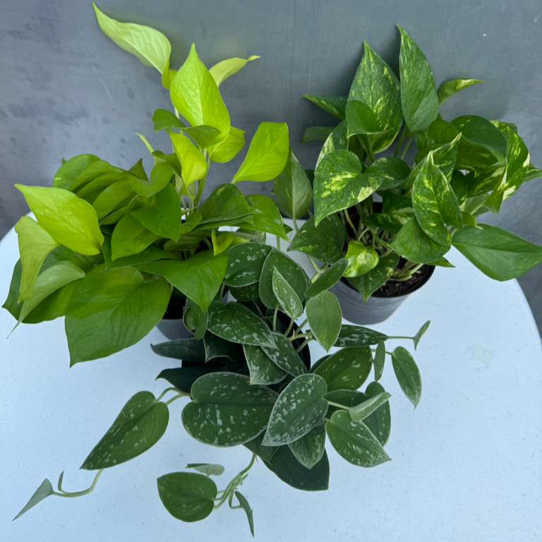Set of 3 Pothos Plants in 4" Grow Pots – Includes Silver, Golden, and Neon Pothos – Live Easy Care Indoor Houseplants – Air Purifying Low-Maintenance Tropical Plants