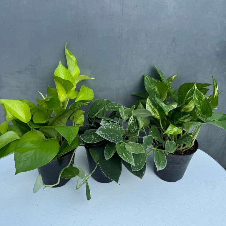 Set of 3 Pothos Plants in 4" Grow Pots – Includes Silver, Golden, and Neon Pothos – Live Easy Care Indoor Houseplants – Air Purifying Low-Maintenance Tropical Plants