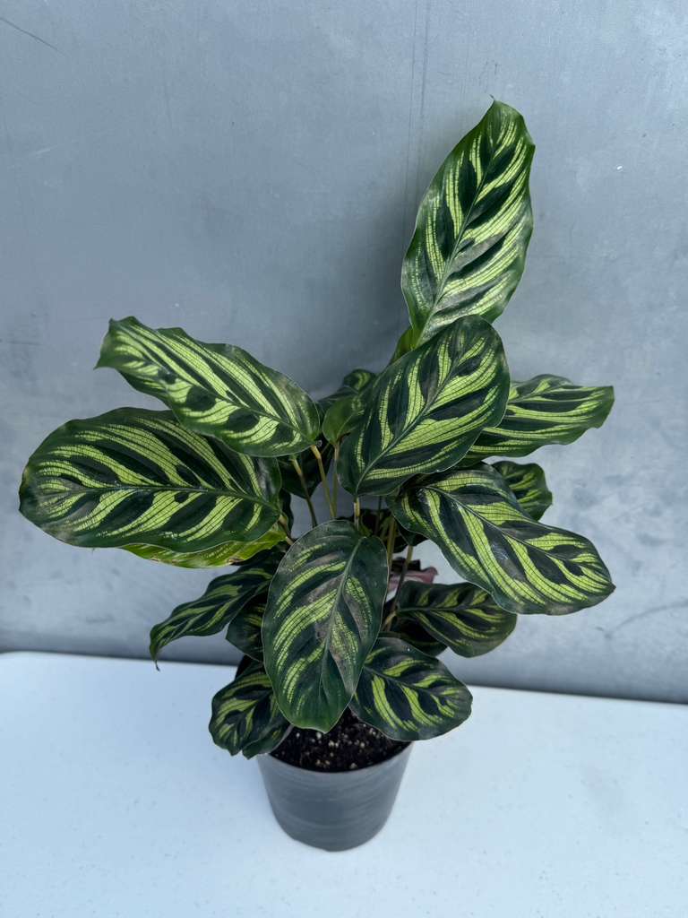 Calathea Makoyana in 4" Decorative Pot – Calathea Peacock Plant – Easy Care & Air Purifying Indoor Plant – Low Maintenance Indoor Houseplant