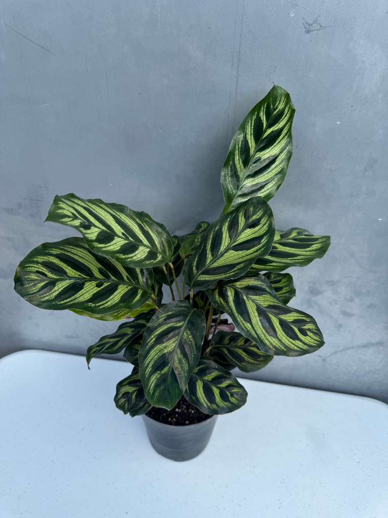Calathea Makoyana in 4" Decorative Pot – Calathea Peacock Plant – Easy Care & Air Purifying Indoor Plant – Low Maintenance Indoor Houseplant
