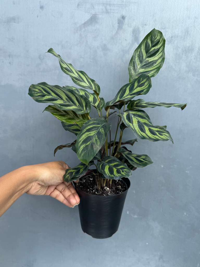 Calathea Makoyana in 4" Decorative Pot – Calathea Peacock Plant – Easy Care & Air Purifying Indoor Plant – Low Maintenance Indoor Houseplant