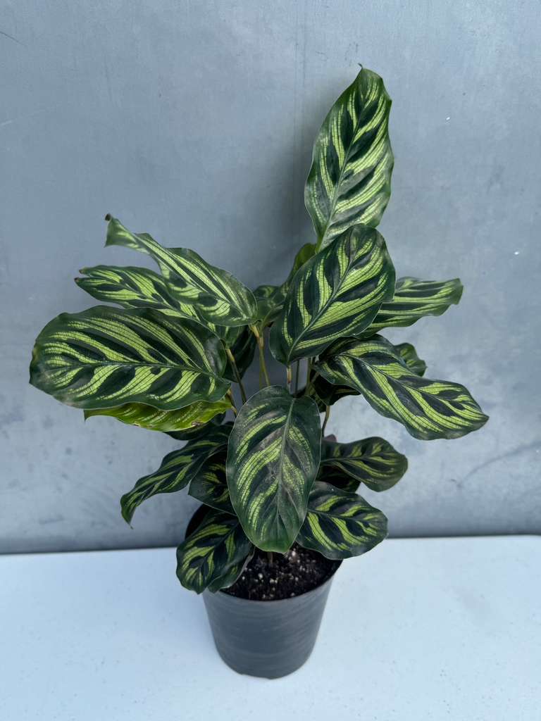 Calathea Makoyana in 4" Decorative Pot – Calathea Peacock Plant – Easy Care & Air Purifying Indoor Plant – Low Maintenance Indoor Houseplant