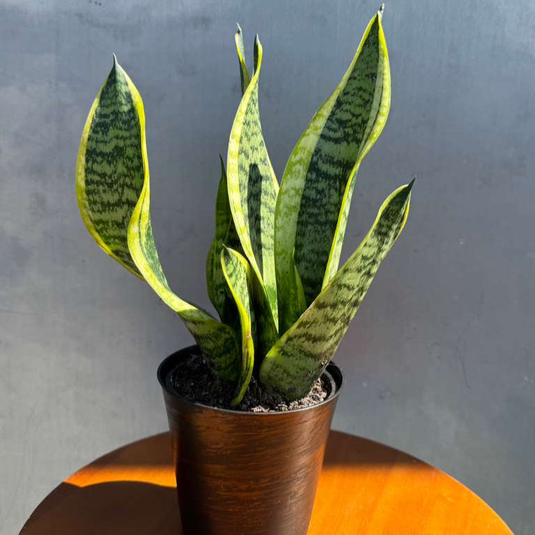 Snake Plant | Sansevieria Laurentii | Mother-In-Law's-Tongue Plant in 4" decorative Pot | Sansevieria Zeylanica | Easy Care Indoor Plant
