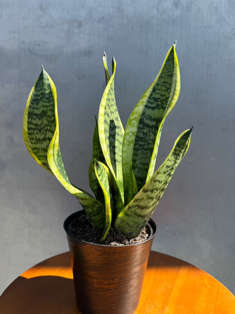 Snake Plant | Sansevieria Laurentii | Mother-In-Law's-Tongue Plant in 4" decorative Pot | Sansevieria Zeylanica | Easy Care Indoor Plant
