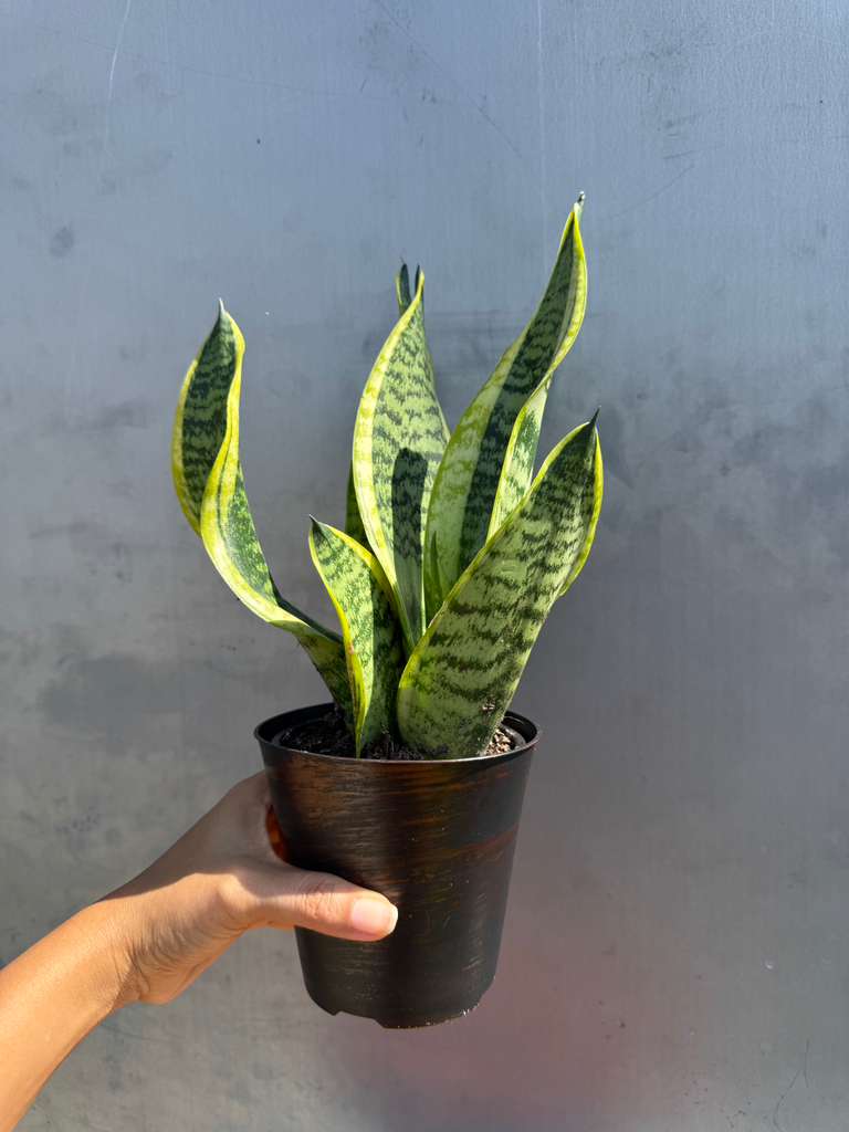 Snake Plant | Sansevieria Laurentii | Mother-In-Law's-Tongue Plant in 4" decorative Pot | Sansevieria Zeylanica | Easy Care Indoor Plant