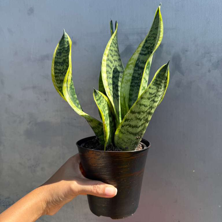Snake Plant | Sansevieria Laurentii | Mother-In-Law's-Tongue Plant in 4" decorative Pot | Sansevieria Zeylanica | Easy Care Indoor Plant