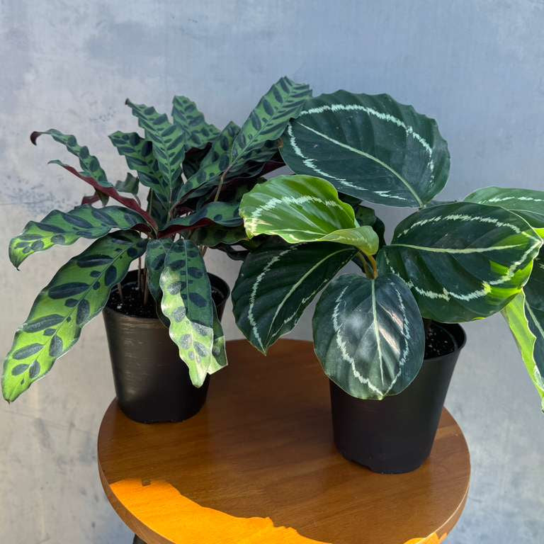 Calathea Assorted 2 Plants Set - Pack of 2 Calathea in 4" Pot - Rooted Prayer Plants - Calathea Lancifolia & Makoyana - Gift Plant