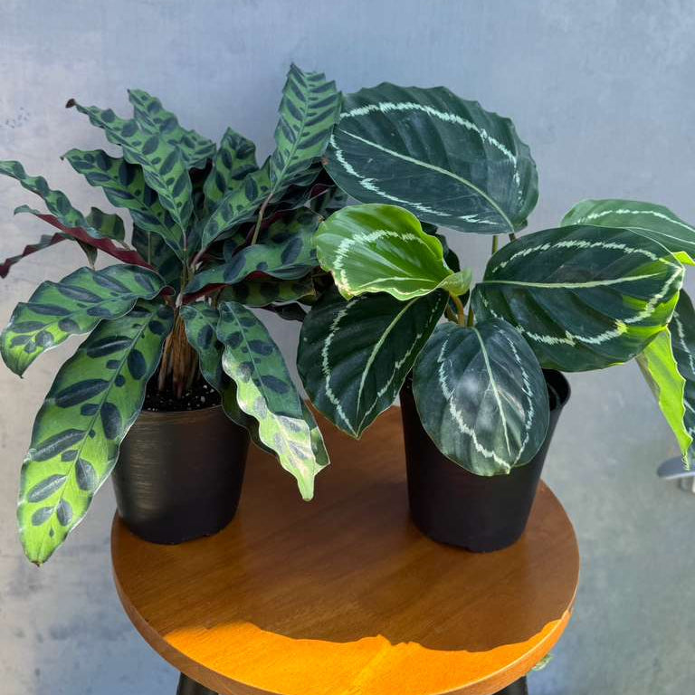 Calathea Assorted 2 Plants Set - Pack of 2 Calathea in 4" Pot - Rooted Prayer Plants - Calathea Lancifolia & Makoyana - Gift Plant