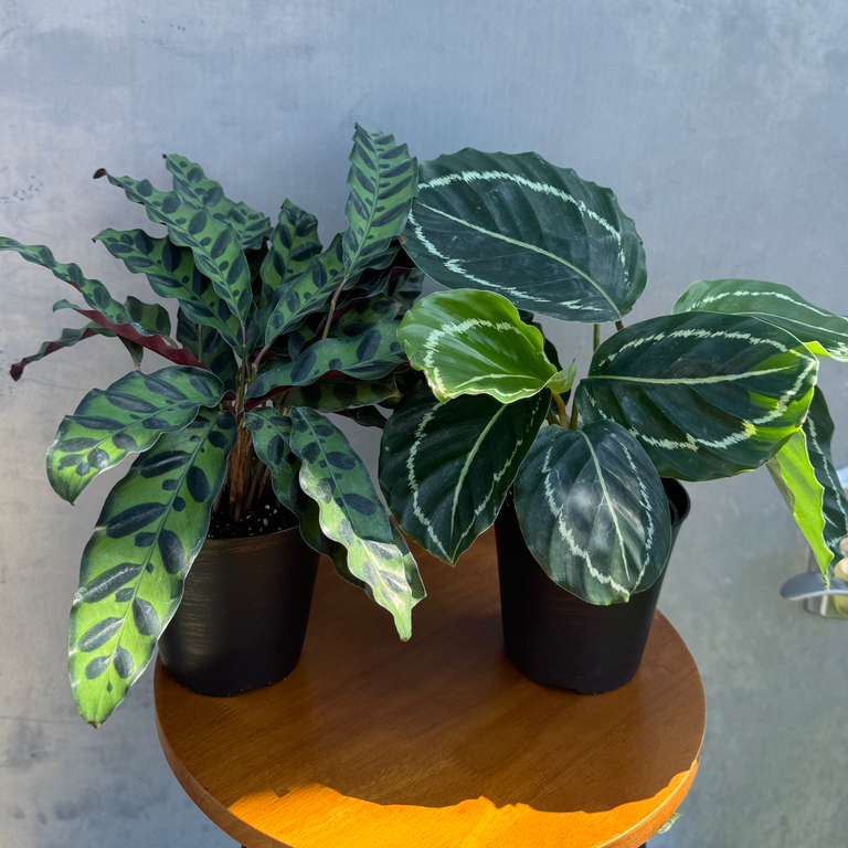 Calathea Assorted 2 Plants Set - Pack of 2 Calathea in 4" Pot - Rooted Prayer Plants - Calathea Lancifolia & Makoyana - Gift Plant