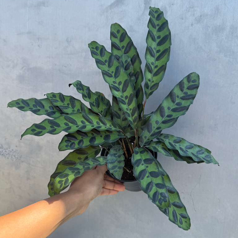 Calathea Lancifolia in a 4" Decorative Pot – Live Calathea Rattlesnake Houseplant – Low Light Indoor Plant – Air Purifying Houseplant