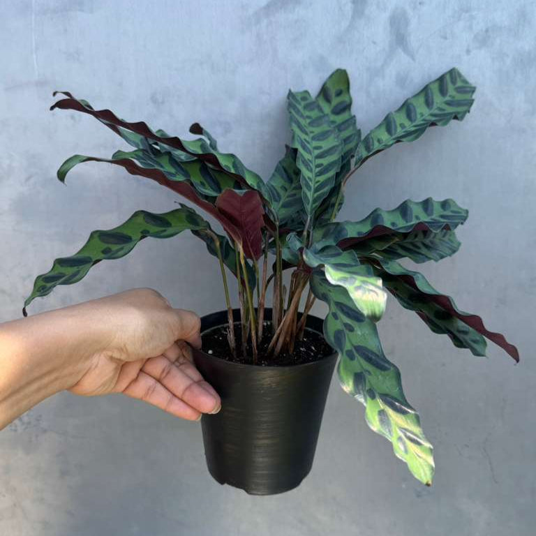 Calathea Lancifolia in a 4" Decorative Pot – Live Calathea Rattlesnake Houseplant – Low Light Indoor Plant – Air Purifying Houseplant