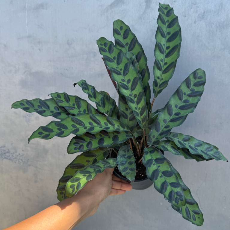 Calathea Lancifolia in a 4" Decorative Pot – Live Calathea Rattlesnake Houseplant – Low Light Indoor Plant – Air Purifying Houseplant